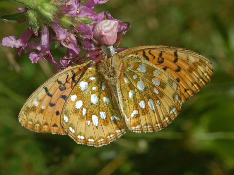 Thomisus onustus & Argynnis aglaja